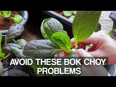 COMMON BOK CHOY PROBLEMS | What to look out for when growing bok choy in the garden