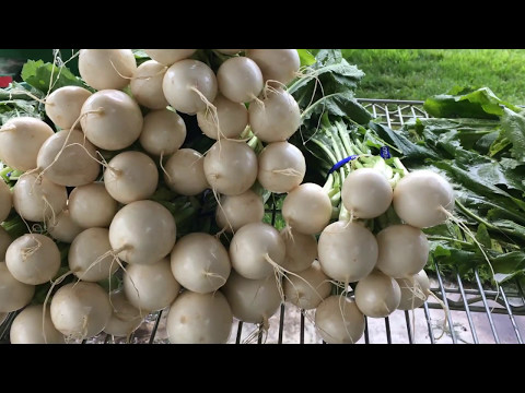 How to Grow Hakurei Turnips