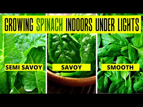 Growing Spinach Indoors Under Lights