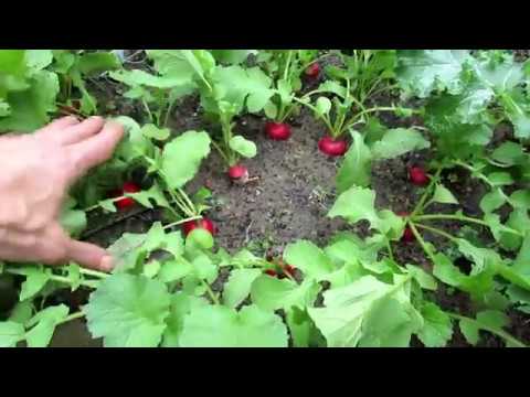 How to Grow Full Size Radishes and Not Just Leaves:  4 Tips, Planting, Harvest & Proof