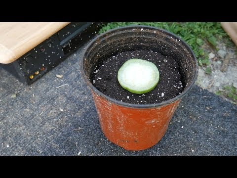 Grow Tomatillos From A Slice