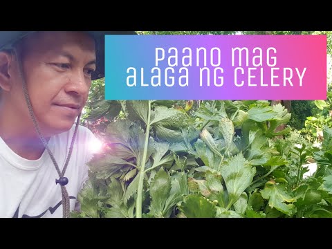 Paano mag alaga ng tanim na CELERY  (Tagalog ver.)