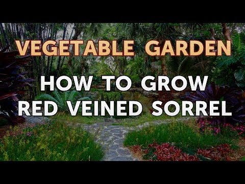 How to Grow Red Veined Sorrel