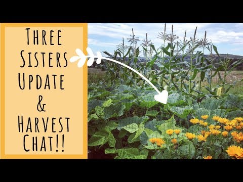 Three Sisters Bed Update & Harvest Chat In The Allotment Garden