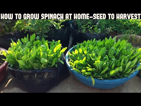 How To Grow Spinach At Home-Full Information With Updates