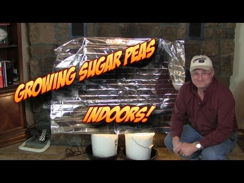 Starting & Growing Sugar Peas Indoors for Bigger Harvests