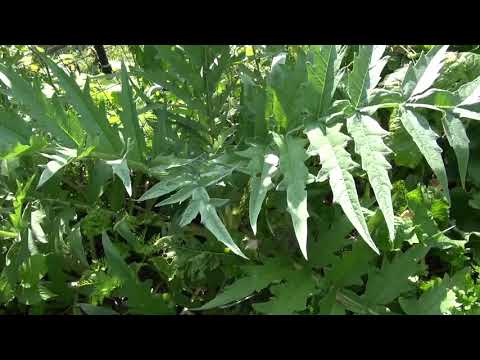 Green Globe artichoke | Cynara cardunculus | my 4th attempt to grow artichoke