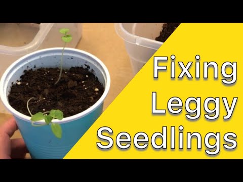 What To Do About Leggy Seedlings | Fixing Legging Tomatillo Seedlings