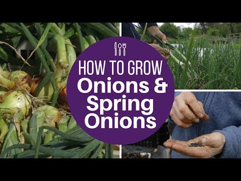 Grow onions and spring onions from seed, for large harvests of high quality