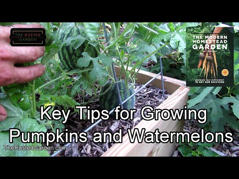 Tips for Growing Pumpkins & Watermelons (Squash Too): Water, Space, Rooting, Borers, Fungus & More