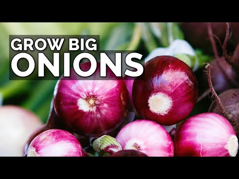 3 Onion Growing Mistakes to Avoid