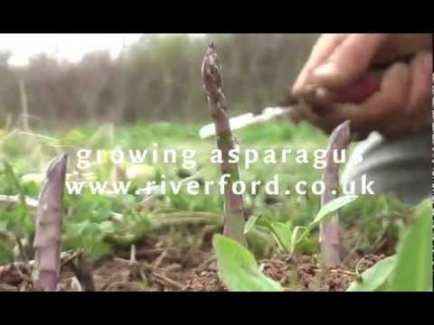 How asparagus grows - a timelapse video