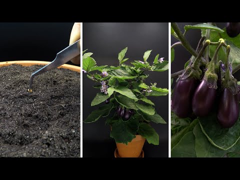 Growing Baby Eggplant Time Lapse - Seed To Fruit In 87 Days