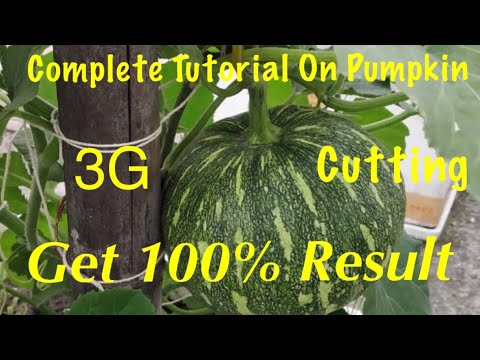 How To Grow And Care Organic Pumpkin Plant At Home Garden (Seedling To Harvest)