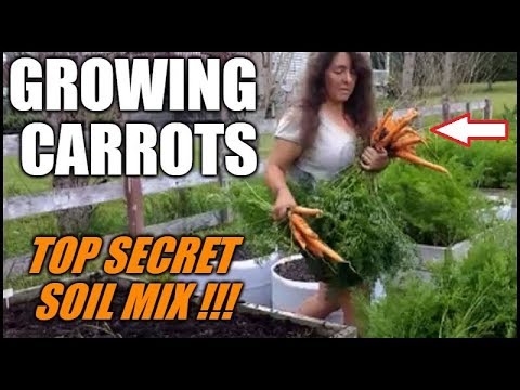 Growing Carrots In Raised Beds And Containers | Secret Soil Mix