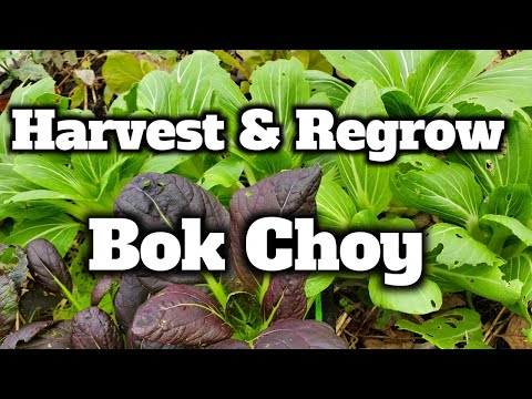 How To Regrow  Bok Choy 2 Ways- Through Soil and Water