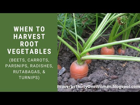 When to Harvest Root Vegetables (beets, carrots, parsnips, radishes, rutabagas, & turnips)