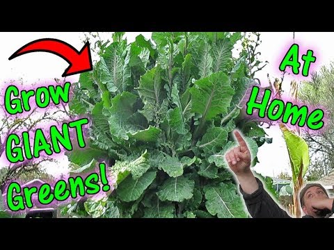 The Secret To Growing GIANT Tree Kale & Tree Collards!!!