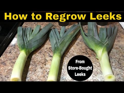 How to regrow Leeks from store-bought Leeks