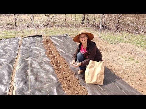 Planting Potatoes in Straw!  NO MORE DIGGING!