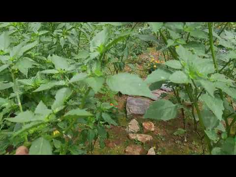 How to grow and harvest Purple and Green tomatillo