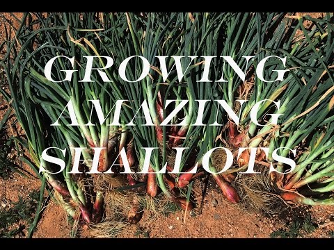 Shallots - Growing and Harvesting Huge Bulbs
