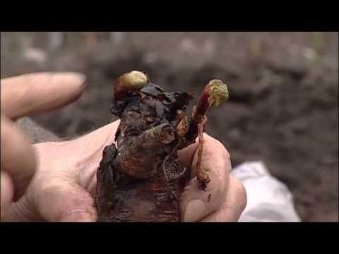 How To Grow Rhubarb Plant Crowns From Mr Fothergill's Seeds Ltd