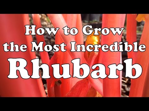 How to Grow the Most Incredible Rhubarb ?? Forcing