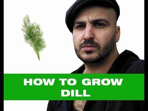 How to grow Dill - The Complete Growing Guide