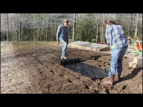 English Peas | Trellis | Hoss Tools SEEDER | Drip Irrigation