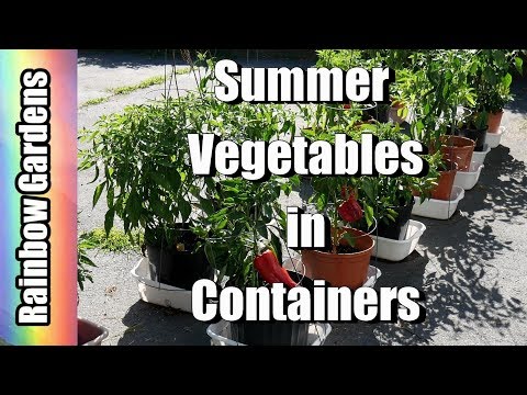 Three Tips for Growing Summer Vegetables in Containers - Cucumbers, Peppers, Tomatoes