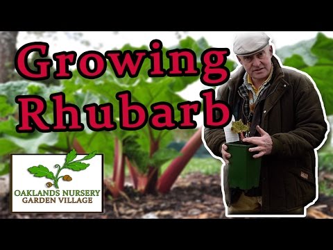 How to Grow - Rhubarb