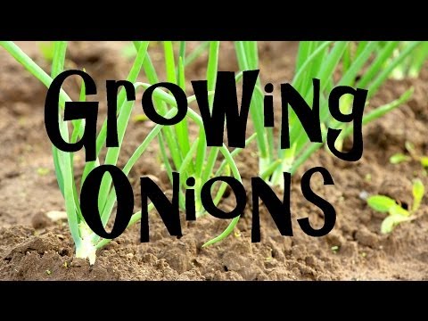 How to Plant, Grow, & Harvest Onions from Start to Finish