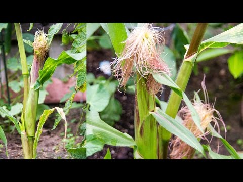 Growing Sweet Corn In Containers - A Complete Guide To Grow Corn