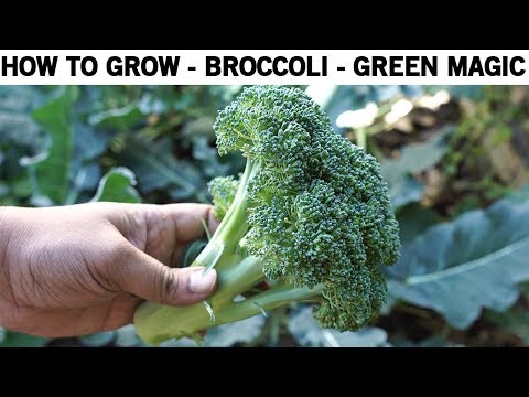 How To Grow Broccoli   Green Magic Hybrid Broccoli