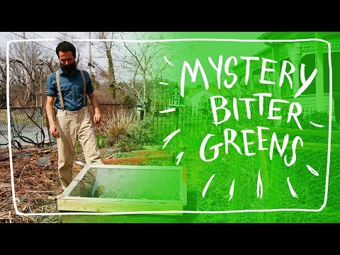 Growing Mystery Bitter Greens