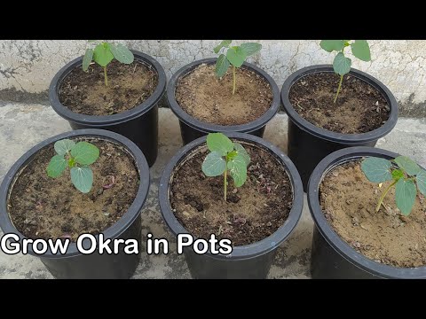 How to grow Okra From Seeds at Home (Grow okra naturally in Pots/Containers)