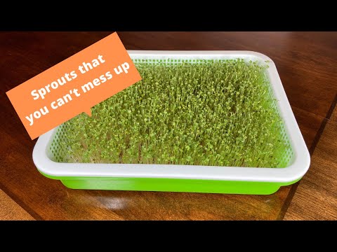 Sprouts that you CAN’T MESS UP. How to grow Arugula sprouts.