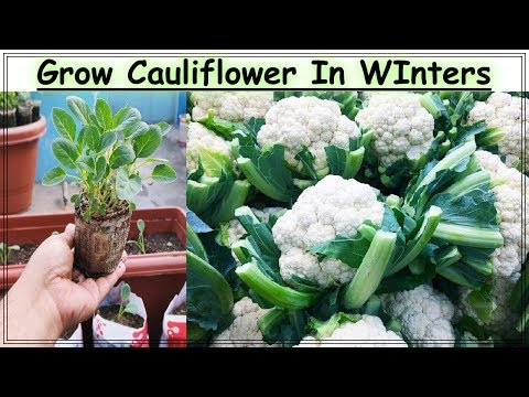 Best Practice To Grow Cauliflower From Seeds In A Pot ll Seeds to Harvest Full Information
