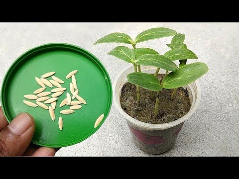 Easiest way to grow cucumber at home | Grow plants faster