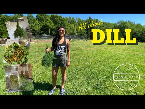 ALL ABOUT DILL !  How to plant, grow, season and cook with this amazing herb!