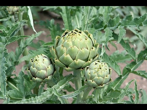 How to Grow Artichokes Start to Finish - Complete Growing Guide