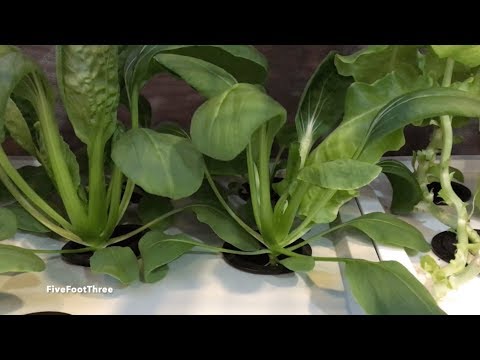 Growing Bok Choy or Chinese Cabbage with Hydroponic Successfully