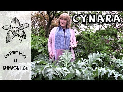 Cynara Care, How to Grow Cardoon / Artichoke : 3 of 30, my month of perennials