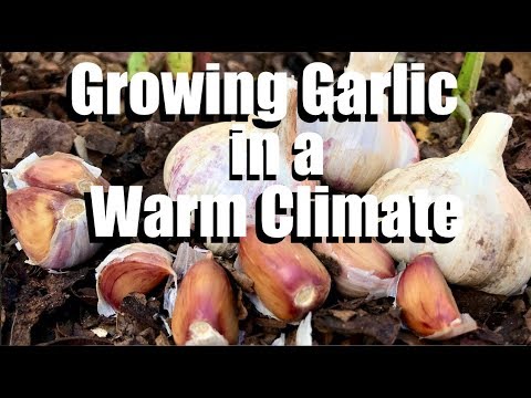 How to Grow Garlic - Plus Tips for Growing it in a Warm Climate