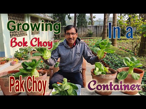 Growing Bok Choy or Pak Choy in Containers Most Easily