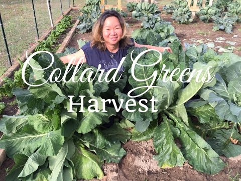 How to Grow Collard Greens - Huge Harvest
