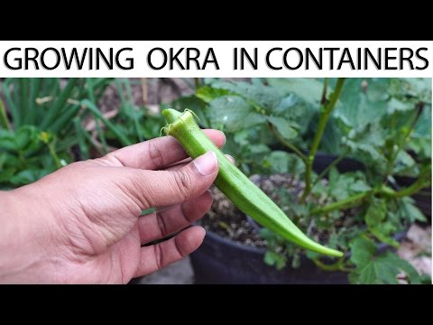 How To Grow Okra In Containers - Growing Okra in Pots or Containers