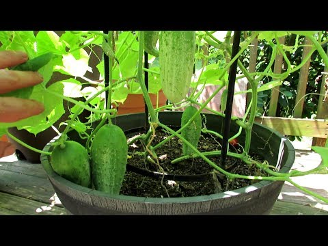 5+ Tips for Growing Cucumbers in Containers: Epsom Salt, Feeding, Dusts, Sprays & More