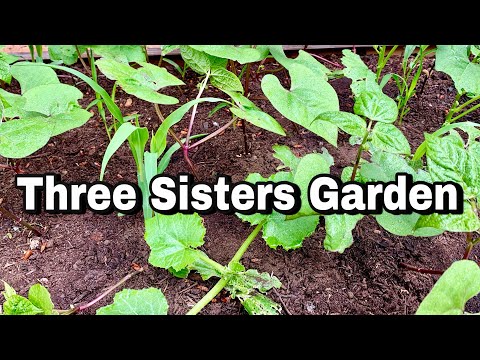 How To Plant A Three Sisters Garden - Companion Planting